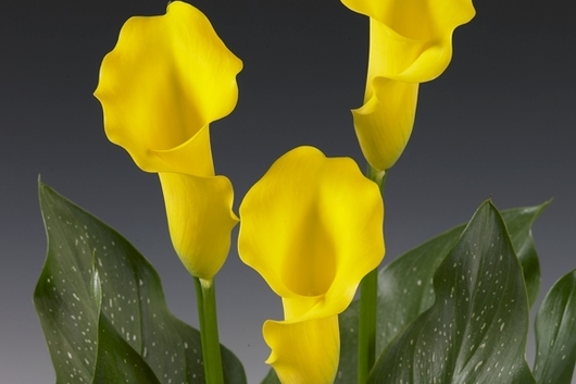 Callas,Mini Nicole-yellow