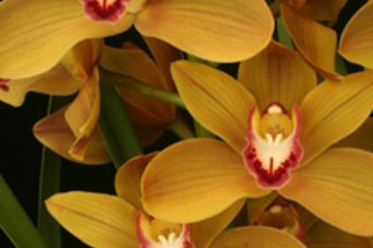 Cymbidium Orchid Sprays, large-bronze