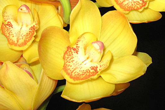 Cymbidium Orchid Sprays, mini-yellow