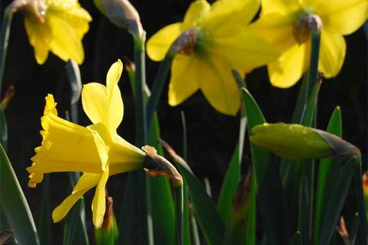 Daffodils,pencil yellow