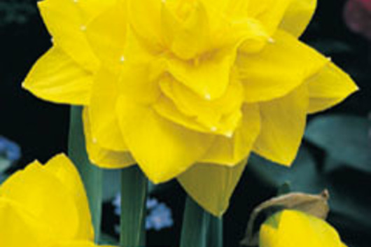 Daffodils,large double yellow