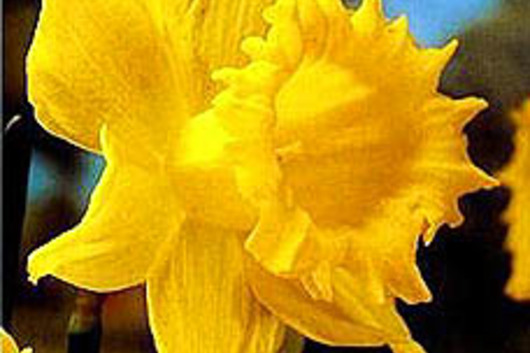 Daffodils,large regular yellow