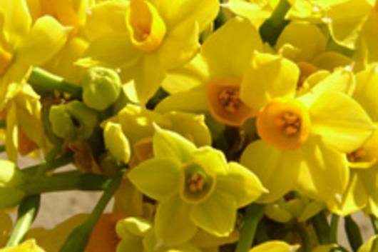 Daffodils,Paperwhite-yellow