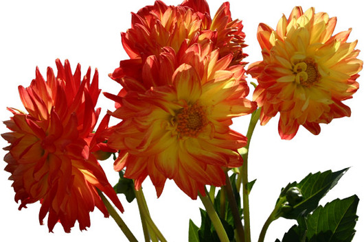 Dahlias, field-yellow with orange