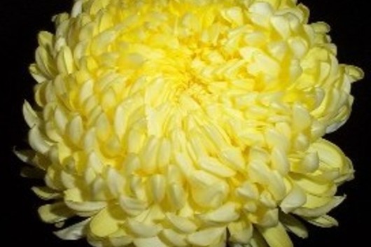 Disbud China Mum-yellow