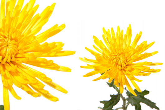 Chrysanthemum, Fuji Mum, Yellow