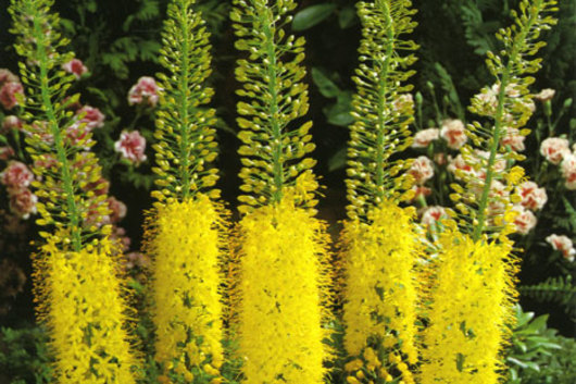 Eremurus-yellow