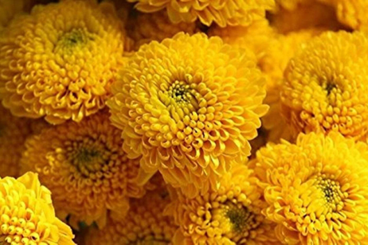 Chrysanthemum, Yellow Button, Spray Mums