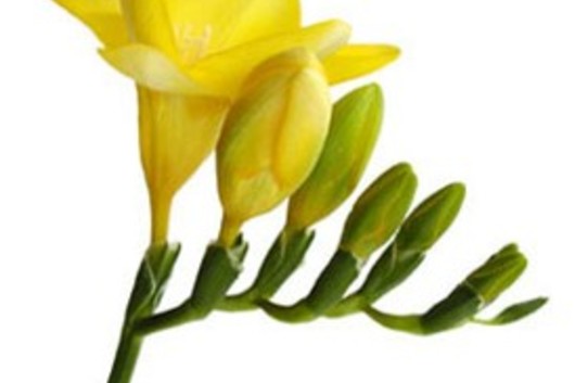 Freesia-yellow