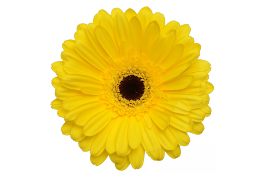 Gerbera, Yellow