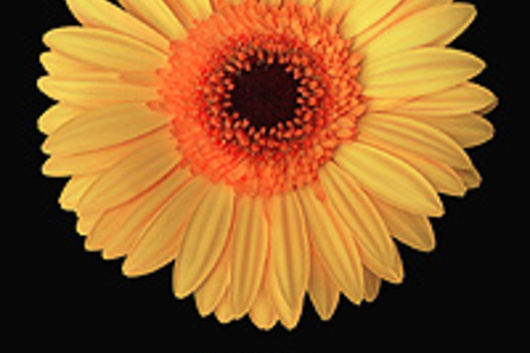 Gerberas-gold (Deliana)