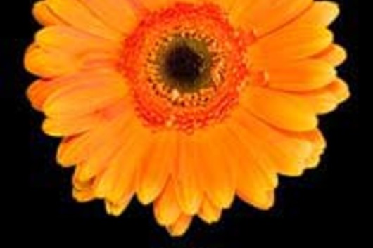 Gerberas-gold (Tucan)