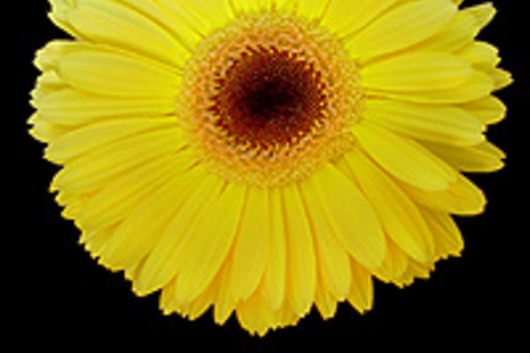 Gerberas-yellow