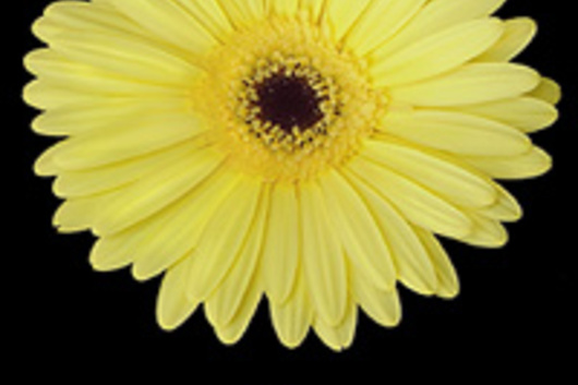 Gerberas-yellow (Cirillo)