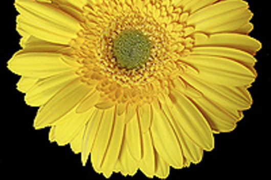 Gerberas-yellow (Excellence)