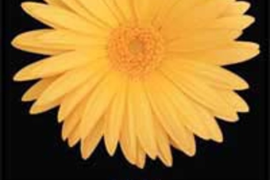 Gerberas-yellow (Fame)