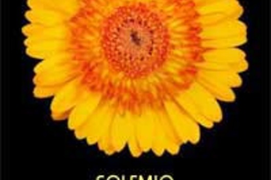 Gerberas-yellow (Solemio)