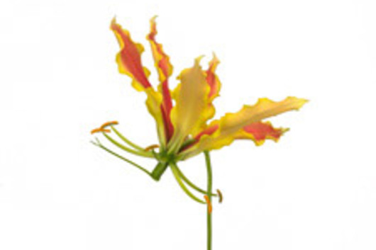 Gloriosa Lily, short-yellow