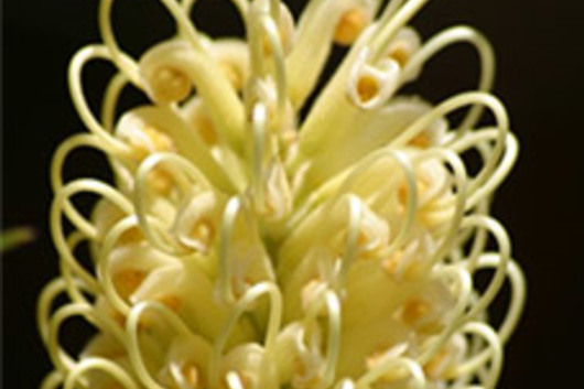 Grevillia-yellow