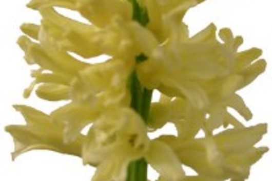 Hyacinth-yellow