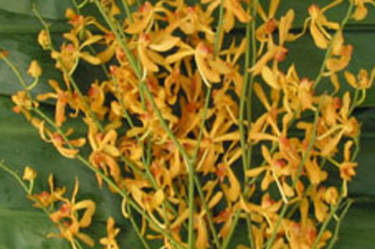 James Storei Orchid-yellow