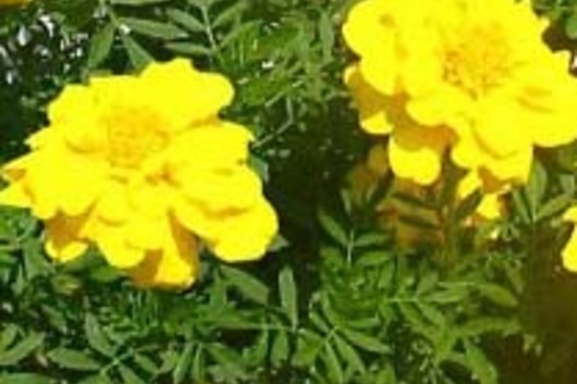 Marigolds, African-yellow