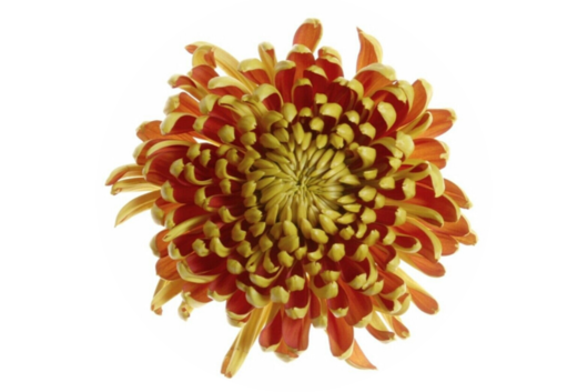 Chrysanthemum, Bronze