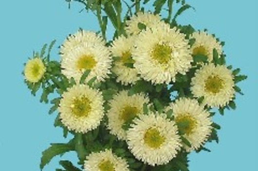 Matsumoto Asters-yellow