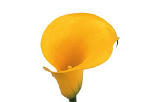 Mini Callas, yellow