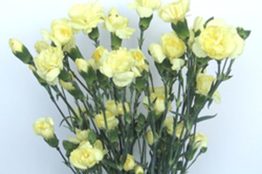 Mini Carnations-yellow