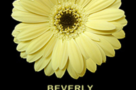 Mini Gerberas-yellow