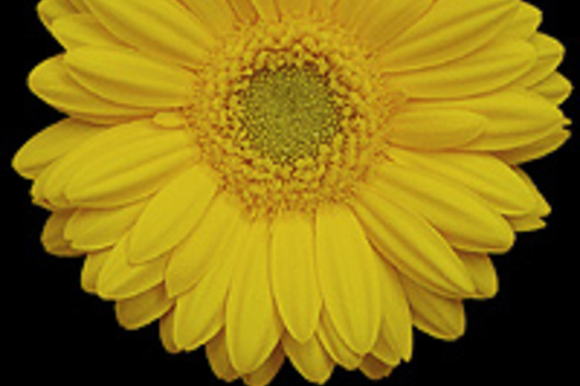 Mini Gerberas-yellow (Finley)