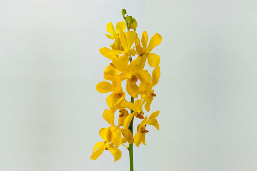 Mokara Orchid, Yellow