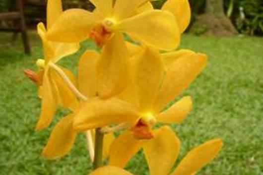 Orchid, Mokara-yellow