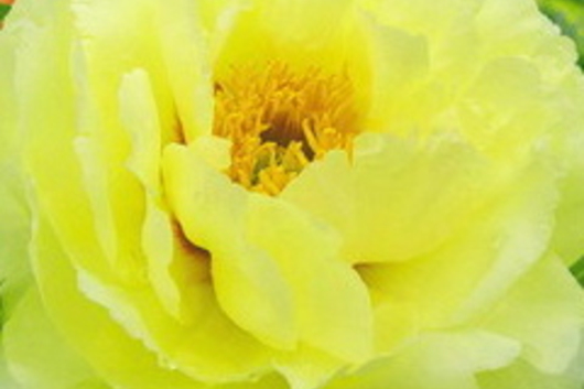 Peony-yellow