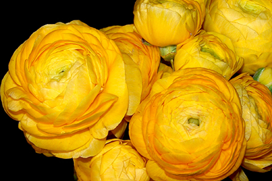 Ranunculus, yellow