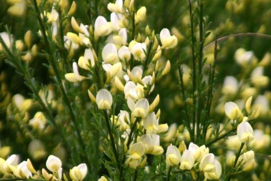 Scotch Broom-yellow