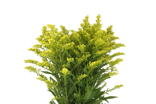 Solidago Yellow