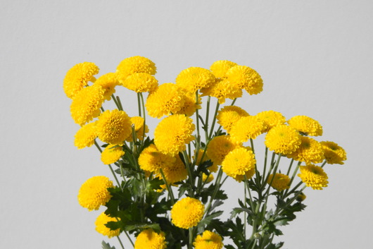 Spray Mums, Button-yellow