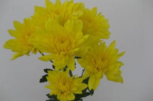 Spray Mums, Cushion-yellow