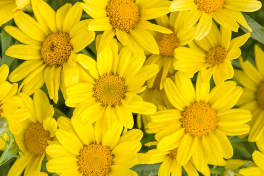 Spray Mums, Daisy, Yellow