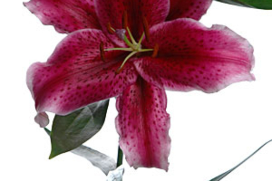 Oriental Lily, Corvara