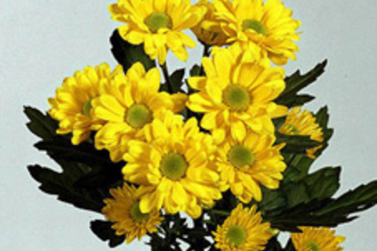 Spray Mums, Micro Daisy-yellow