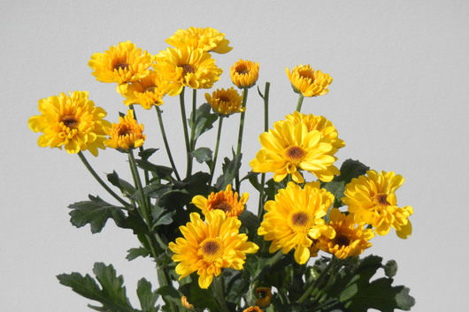 Spray Mums, Novelty-Sunflower