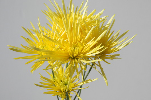 Spray Mums, Spider-yellow