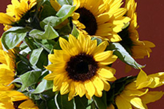 Sunflowers, mini