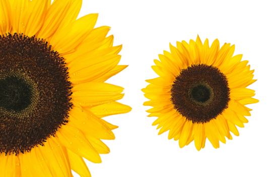 Sunflowers, Sunbright