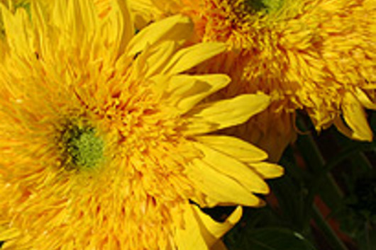 Sunflowers, Teddy Bear