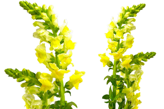 Snapdragon, Yellow