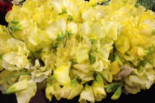 Sweet Peas-yellow